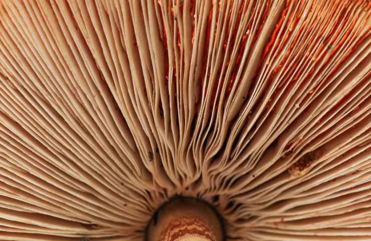 classificazione dei funghi