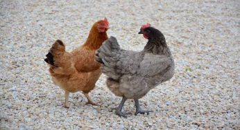 Cosa devi sapere se dai il pane vecchio alle galline