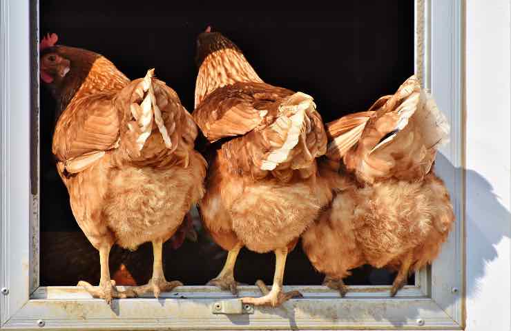 pane vecchio galline