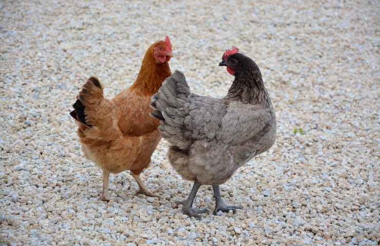 pane vecchio galline