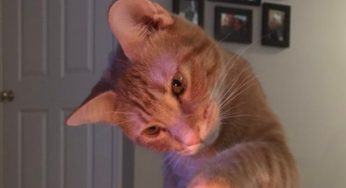 Resta incinta per colpa… del gatto: la storia incredibile