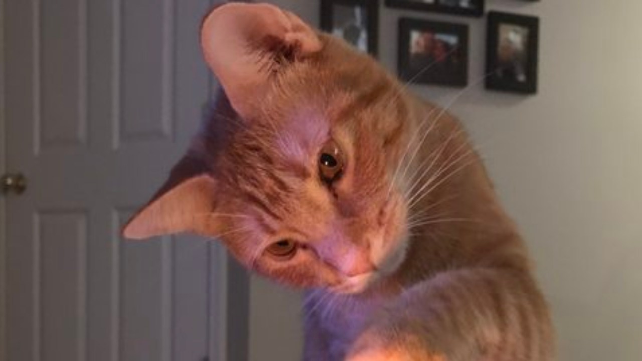 Resta incinta per colpa... del gatto la storia incredibile