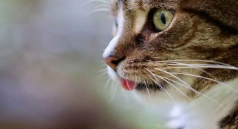 Se il gatto fa questo sta per venire a piovere: i segnali