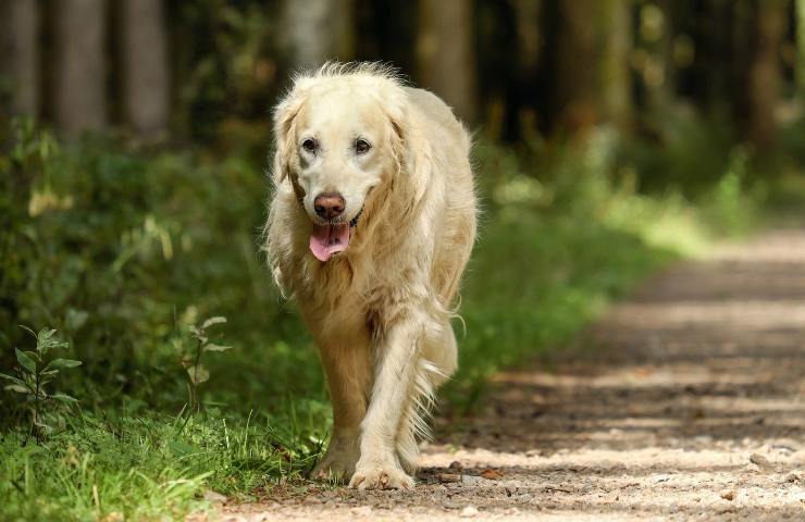 cosa succede se lasci il cane senza guinzaglio