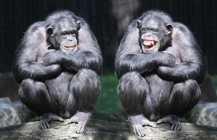 gorilla scimpanzé amicizia