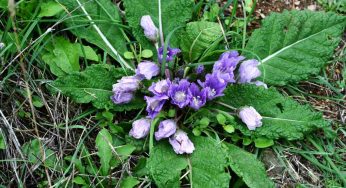Mandragora scambiata per spinaci: come riconoscere l’erba tossica
