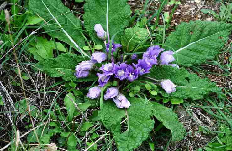 mandragora come riconoscerla