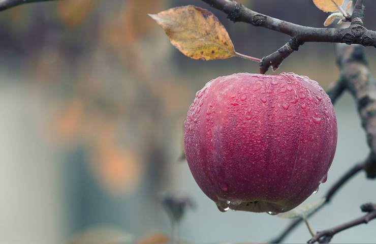 frutteto, alcune malattie fungine si possono curare