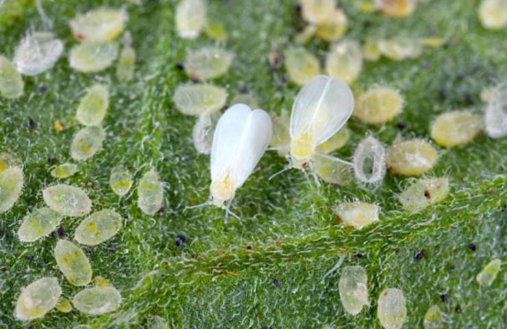 mosca bianca allontanarla dal balcone