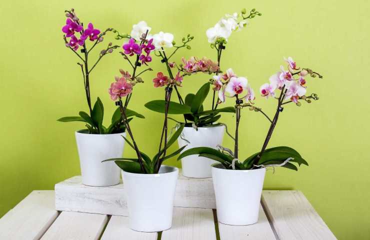 con questo metodo fioritura assicurata dell'orchidea