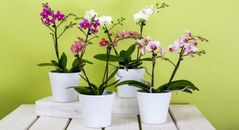 Orchidea: con questi concimi fioritura assicurata