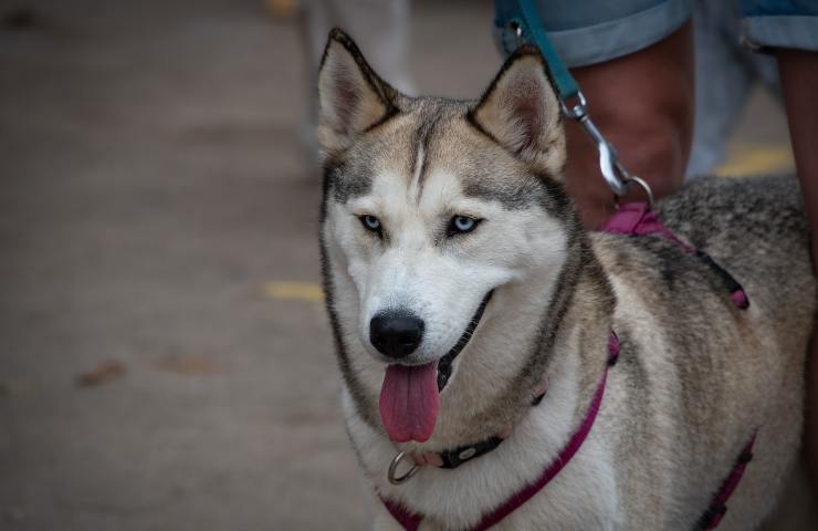 Patentino per cani quando è obbligatorio