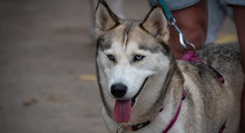 Patentino cani: a cosa serve e per chi è obbligatorio