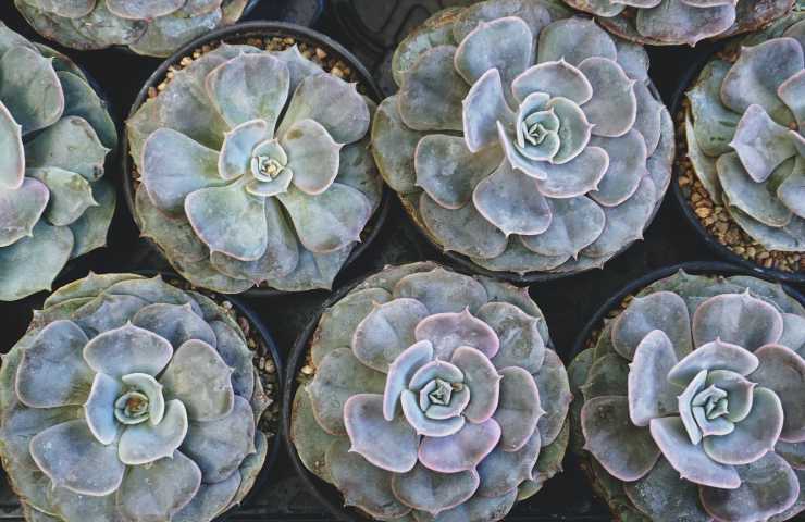 piante grasse echeveria perché scegliere