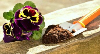 Carenze nutritive: così identifichi di cosa ha bisogno il terreno