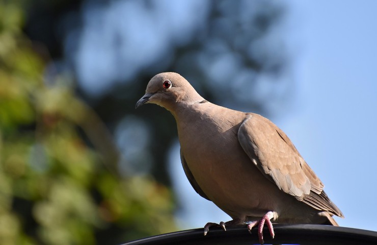 perche i piccioni vanno sul balcone