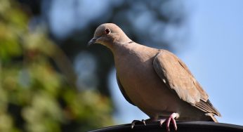 Perché i piccioni si poggiano proprio sul tuo balcone?