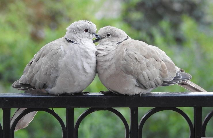 i piccioni finiscono sul balcone motivo