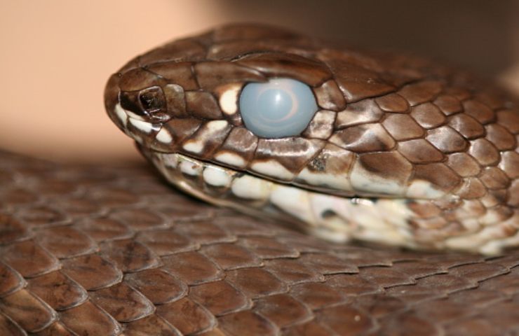 serpente muta nascondiglio