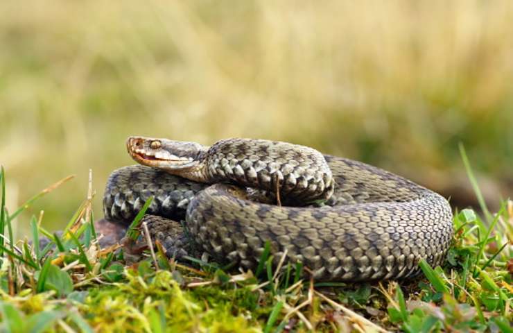 serpenti giardino come allontanarli