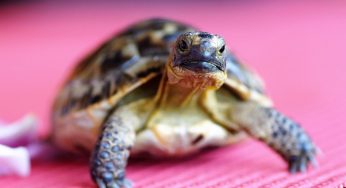 Rischi grosso se hai una tartaruga a casa senza questo documento