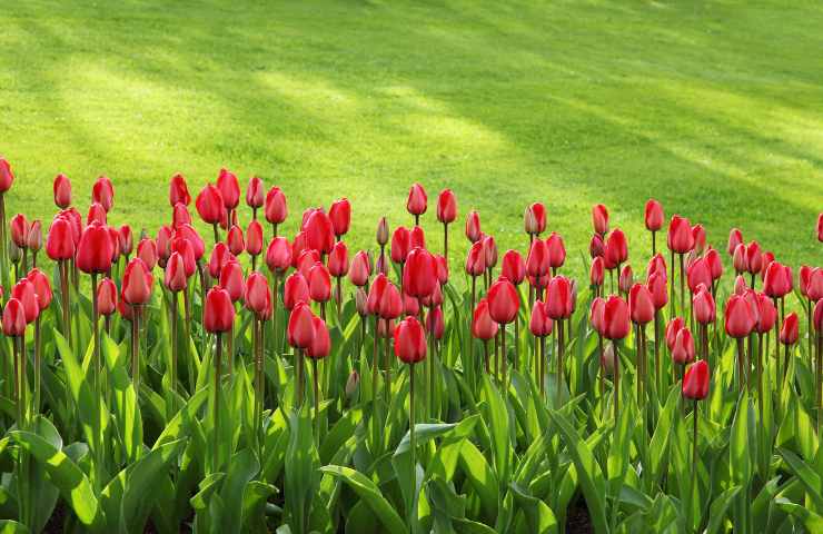 ecco perchè i tulipani sono così apprezzati