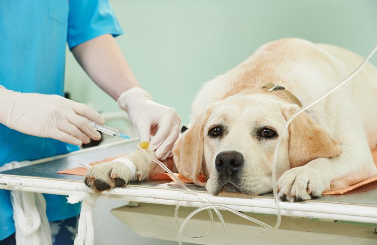 pronto soccorso veterinario costi