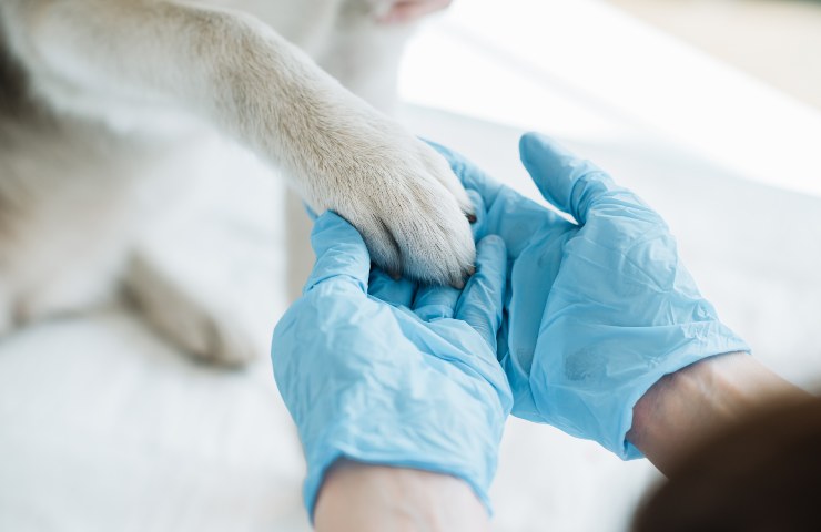 pronto soccorso veterinario costi