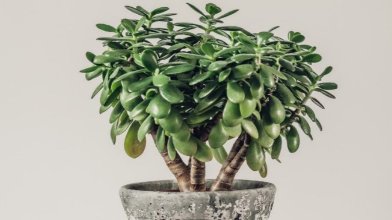 Albero di Giada, se le foglie sono così devi intervenire Albero di Giada, se le foglie sono così devi intervenire