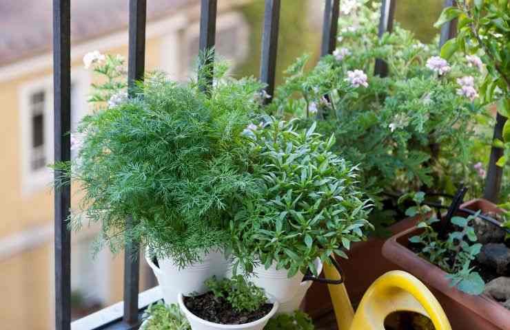 Alcune piantine su un balcone