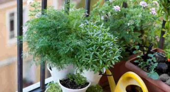 Orto, se non hai spazio questa è la geniale alternativa