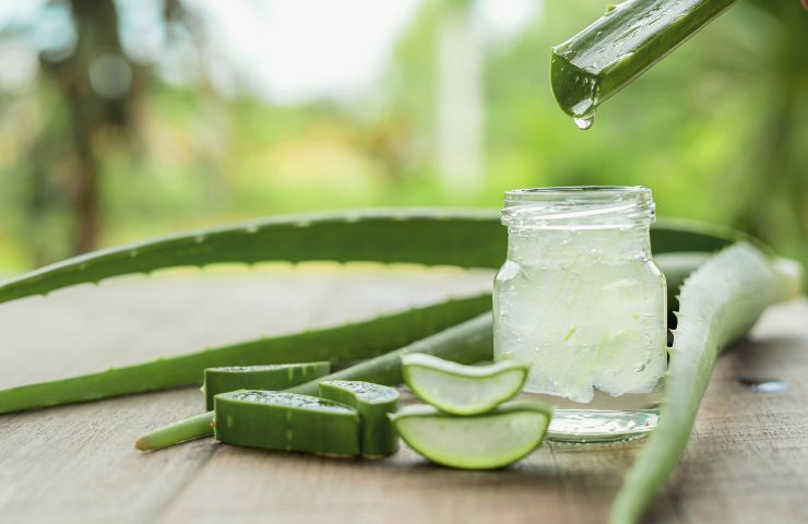 Come prendersi cura della pianta di aloe