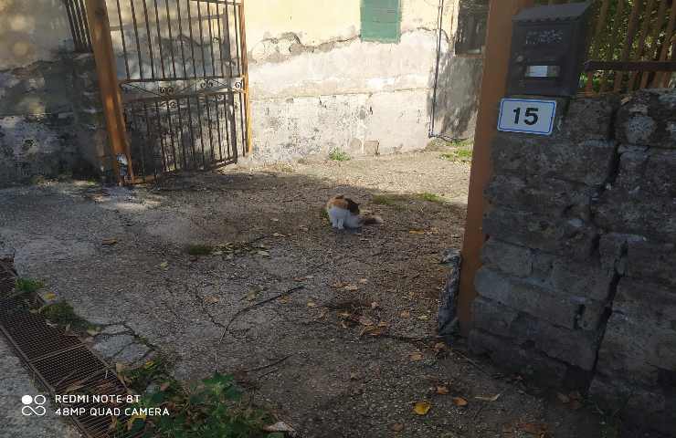 La gatta Briciola che attende il ritorno del suo padrone morto