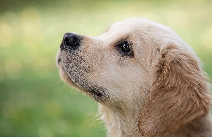 La triste storia di un bambino e del suo cane