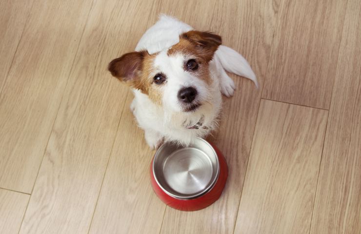 Il cibo che è un veleno per i cani