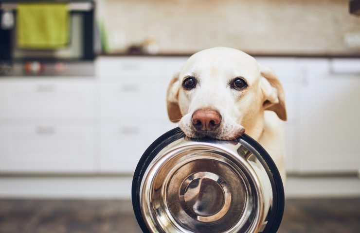 Il cibo assolutamente da evitare per i cani