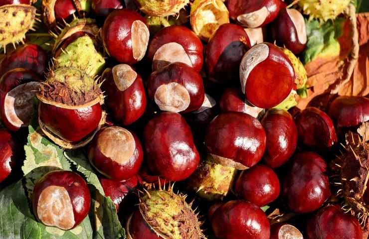 come riconoscere le castagne buone da quelle matte