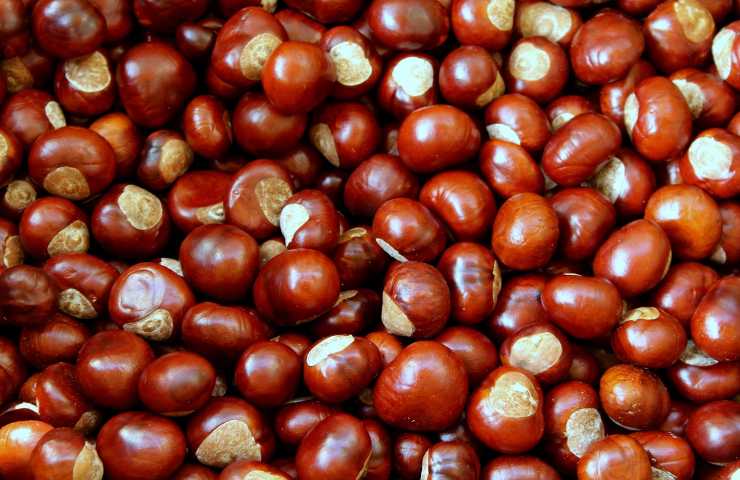 cosa sono le castagne matte