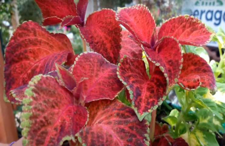 Coleus: come curare questa pianta