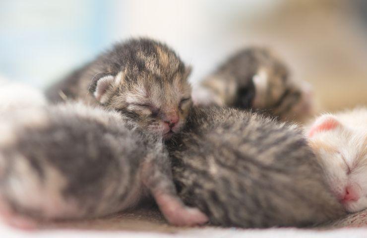 Dei gattini di pochi giorni di vita