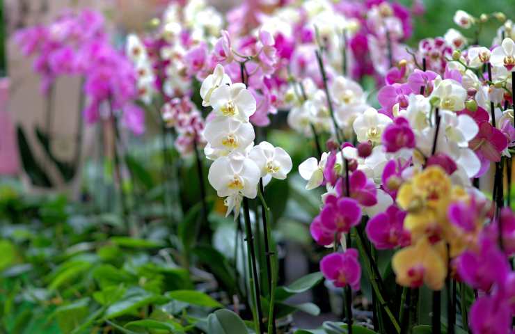 Delle orchidee perfette