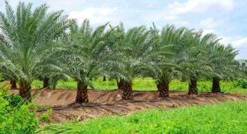 Palma da giardino: se ne vorresti una questi i prezzi. Cifre folli