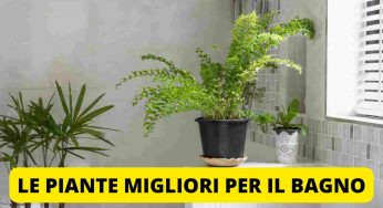 Metti queste piante in bagno, il risultato sarà stupefacente
