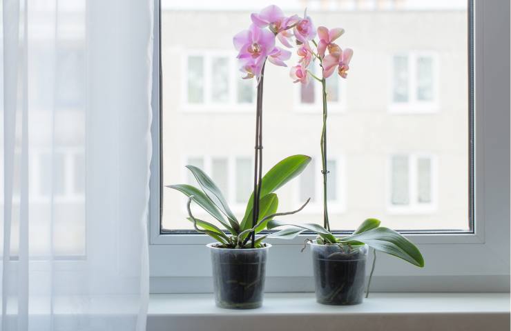 Due orchidee in vaso