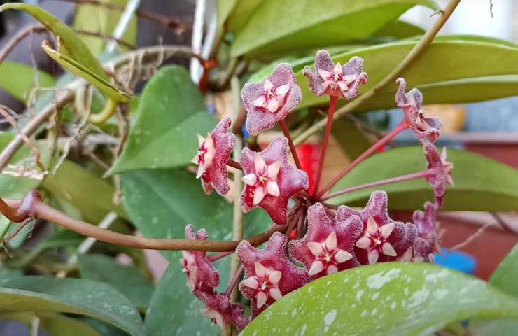 Fiori di cera: come prendersene cura