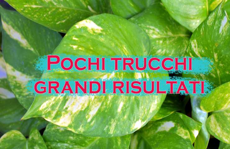 come si crea una talea di pothos