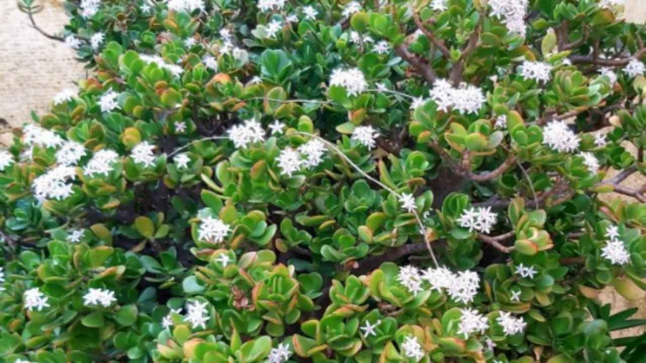 Come coltivare l'albero di Giada in