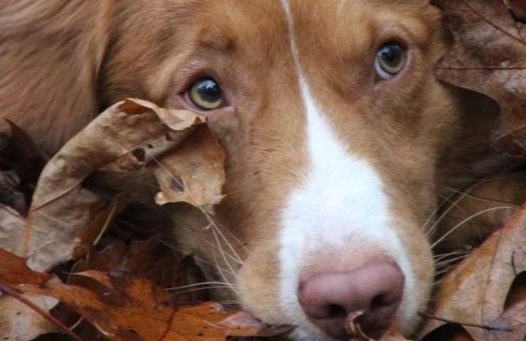 Il primo piano di un cane