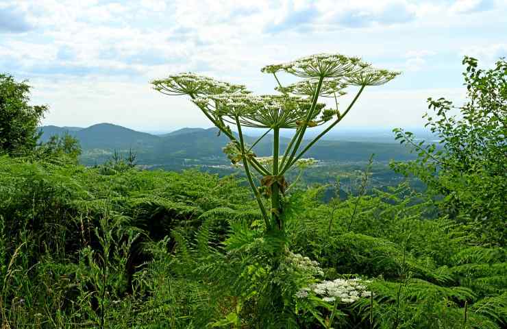 piante esotiche in Italia vietate