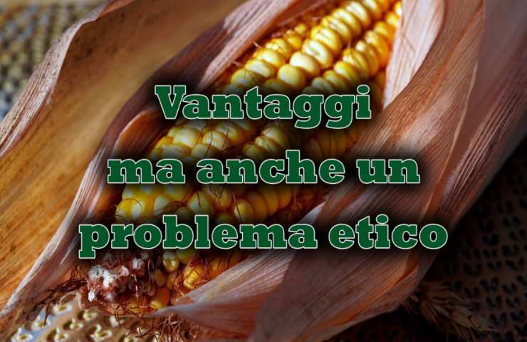 vantaggi svantaggio pellet di mais